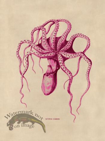 Octopus Pink 45